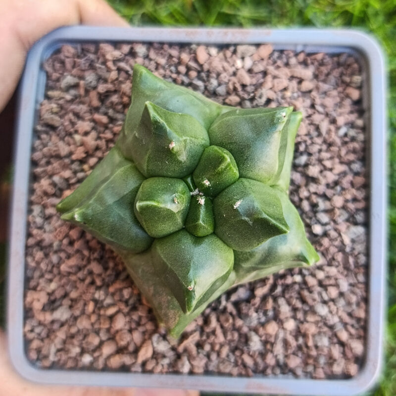 Astrophytum myriostigma cv kikko THAILAND