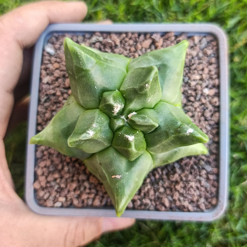 Astrophytum myriostigma cv kikko THAILAND