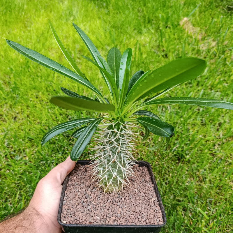 Pachypodium lamerei