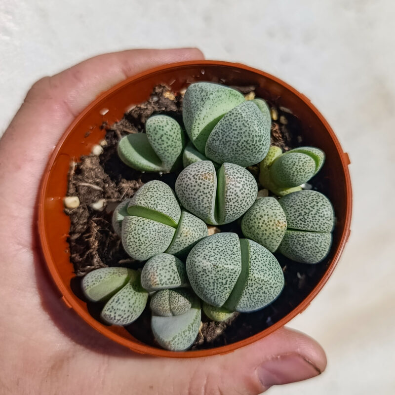 Pleiospilos nelii