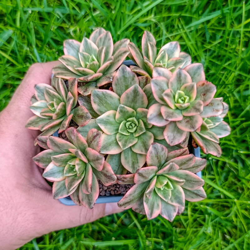 Aeonium 'Green Tea'