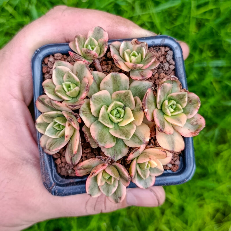 Aeonium 'Green Tea'