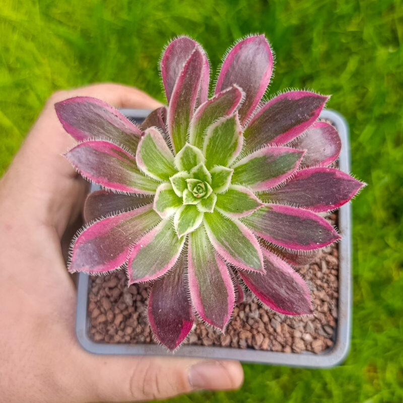 Aeonium 'Firecracker' variegata