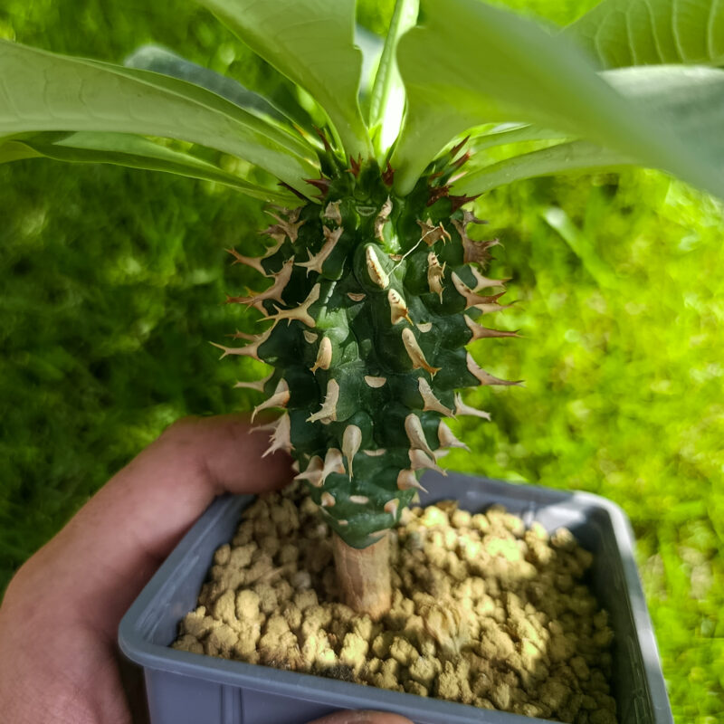 Euphorbia viguieri