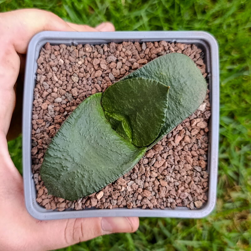 Gasteria armstrongii
