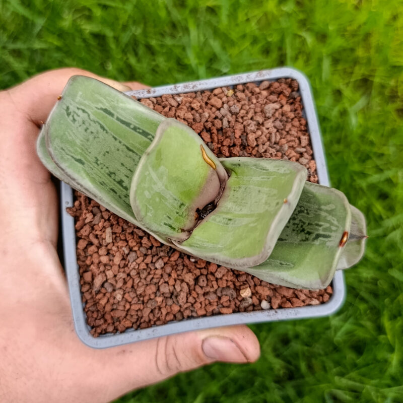 Gasteria armstrongii 'Ginsya-Kodakara'