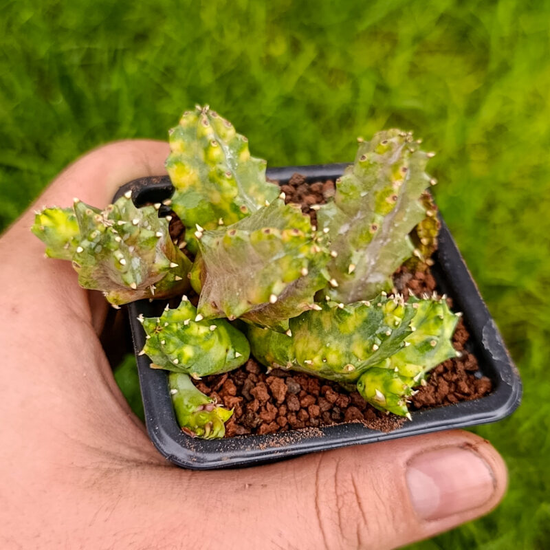 Huernia zebrina variegata
