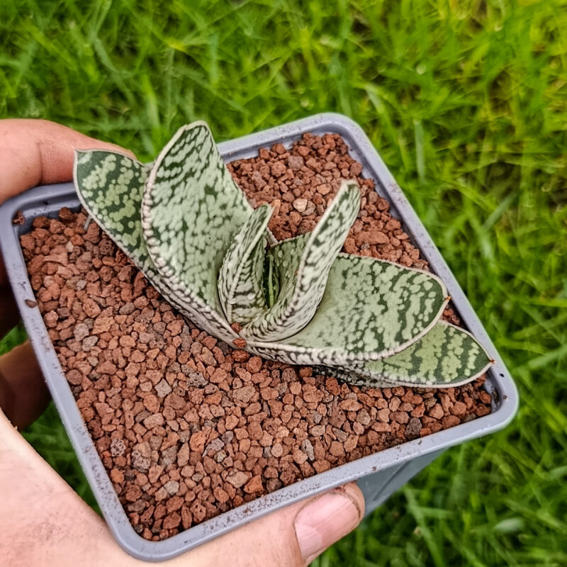 Gasteria sp