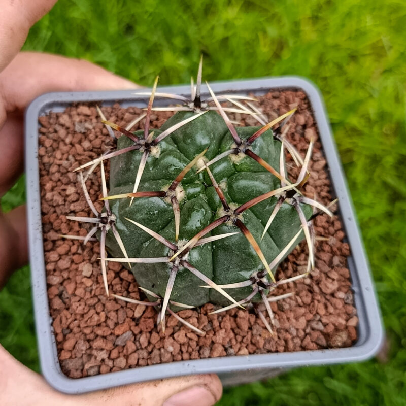 Gymnocalycium achirasense var. orientale